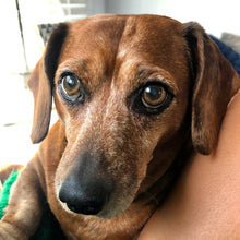 Load image into Gallery viewer, Dachshund Coco Enamel Pin