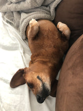 Load image into Gallery viewer, Dachshund Dog Enamel Pin