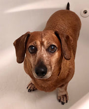 Load image into Gallery viewer, Dachshund Coco Enamel Pin