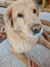 Load image into Gallery viewer, Golden Retriever Rusty Enamel Pin