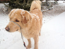 Load image into Gallery viewer, Golden Retriever Rusty Enamel Pin
